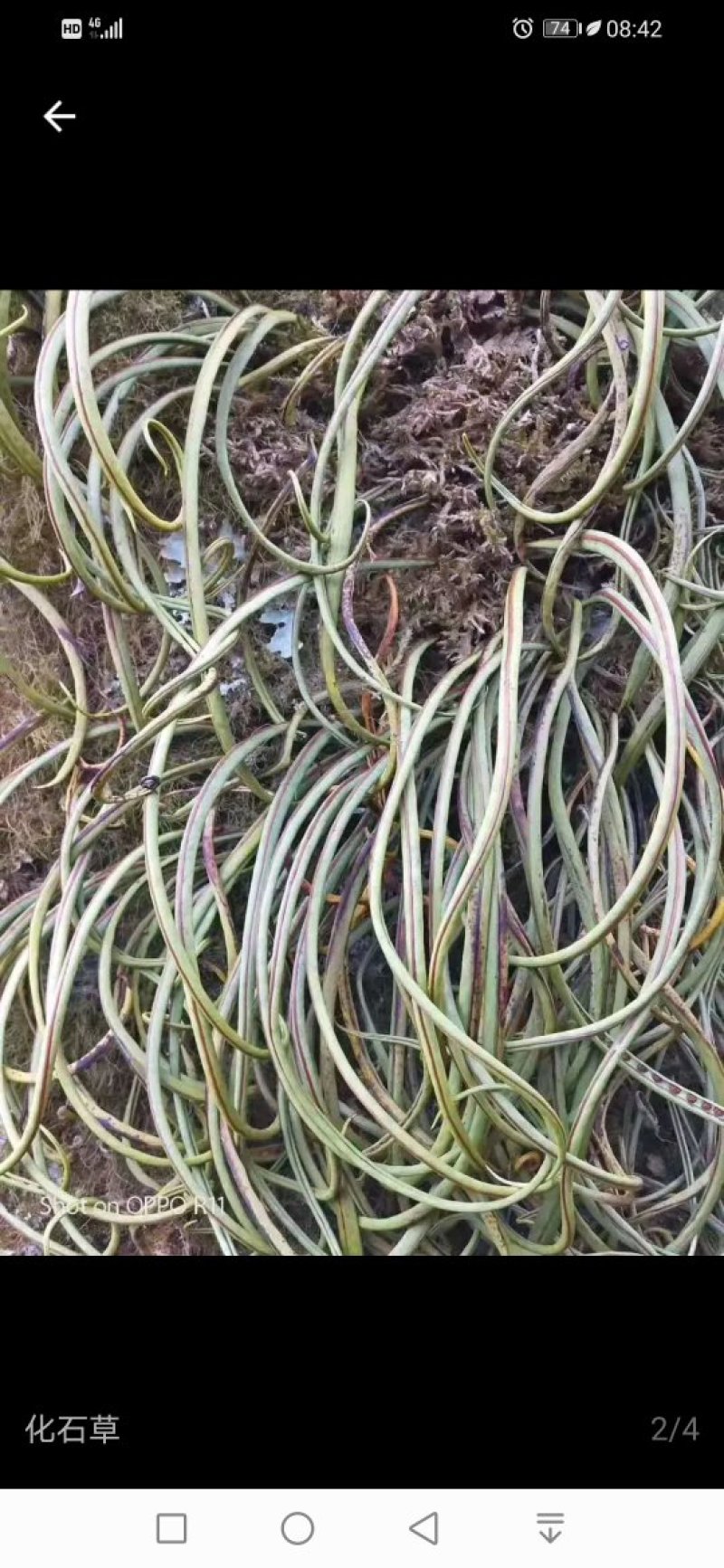 化石草云南化石草肾精茶产地批发