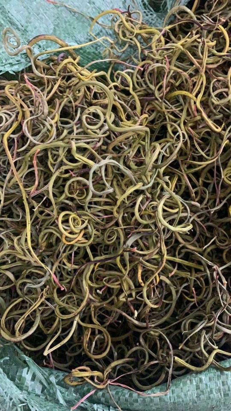 化石草云南化石草肾精茶产地批发