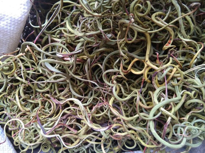 化石草云南化石草肾精茶产地批发