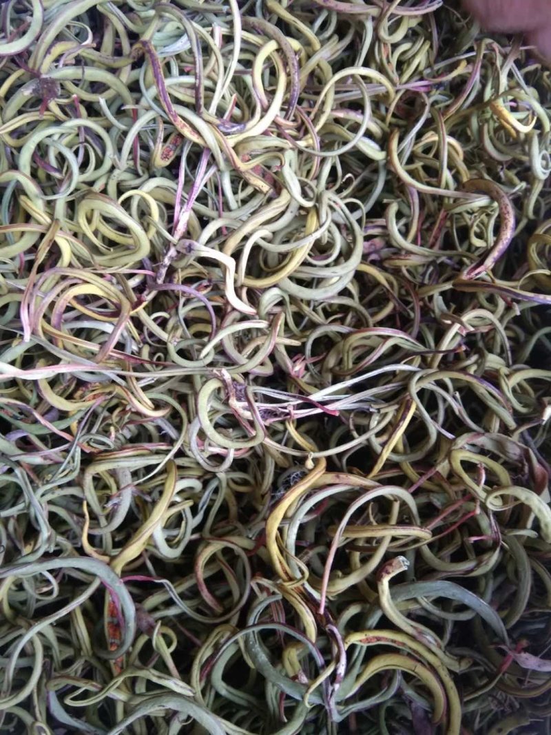 化石草云南化石草肾精茶产地批发