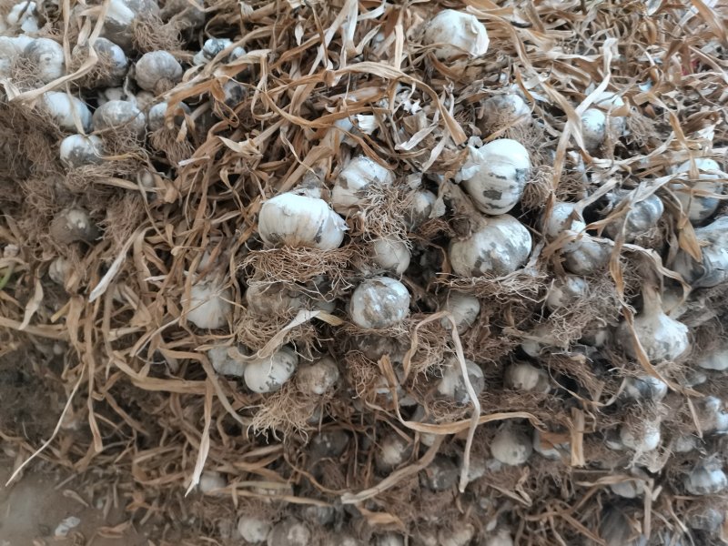 沙苑，特产之大蒜。大蒜可一件发货了。