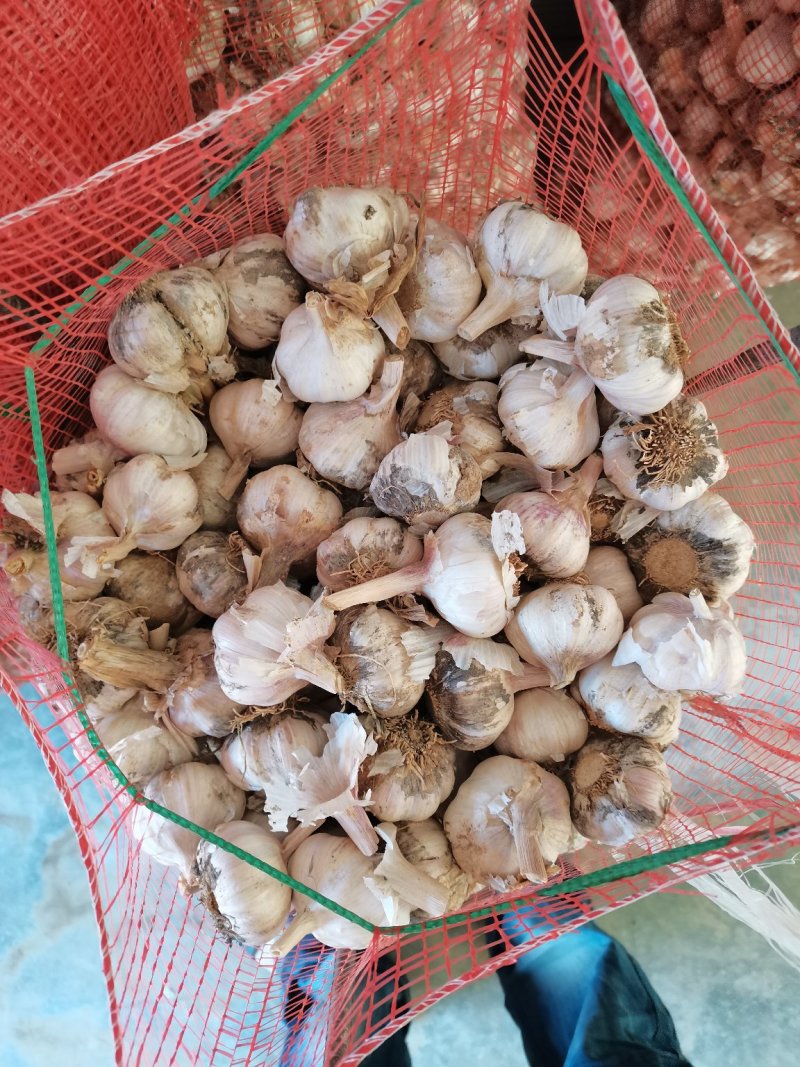 沙苑，特产之大蒜。大蒜可一件发货了。