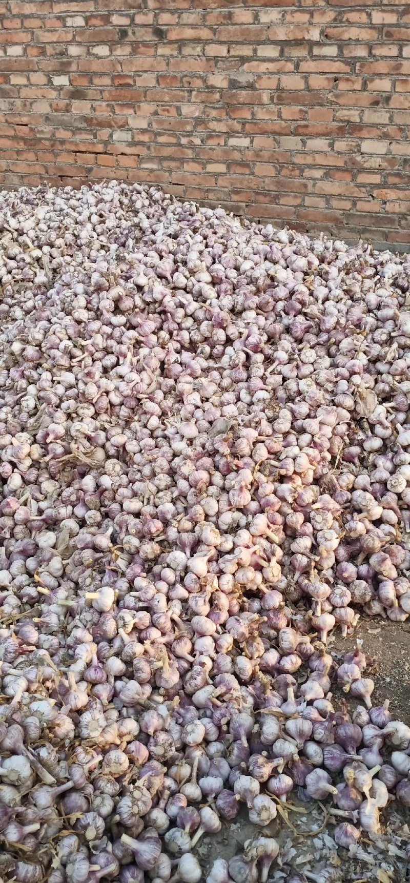 商河大青稞蒜种质量好产量高抗病毒原产地