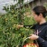 【精品冬枣】陕西大荔冬枣一手货源全国批发支持视频看货