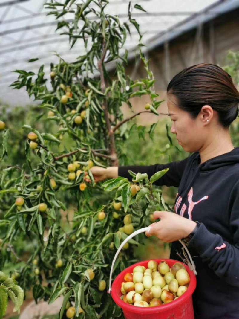 【精品冬枣】陕西大荔冬枣一手货源全国批发支持视频看货