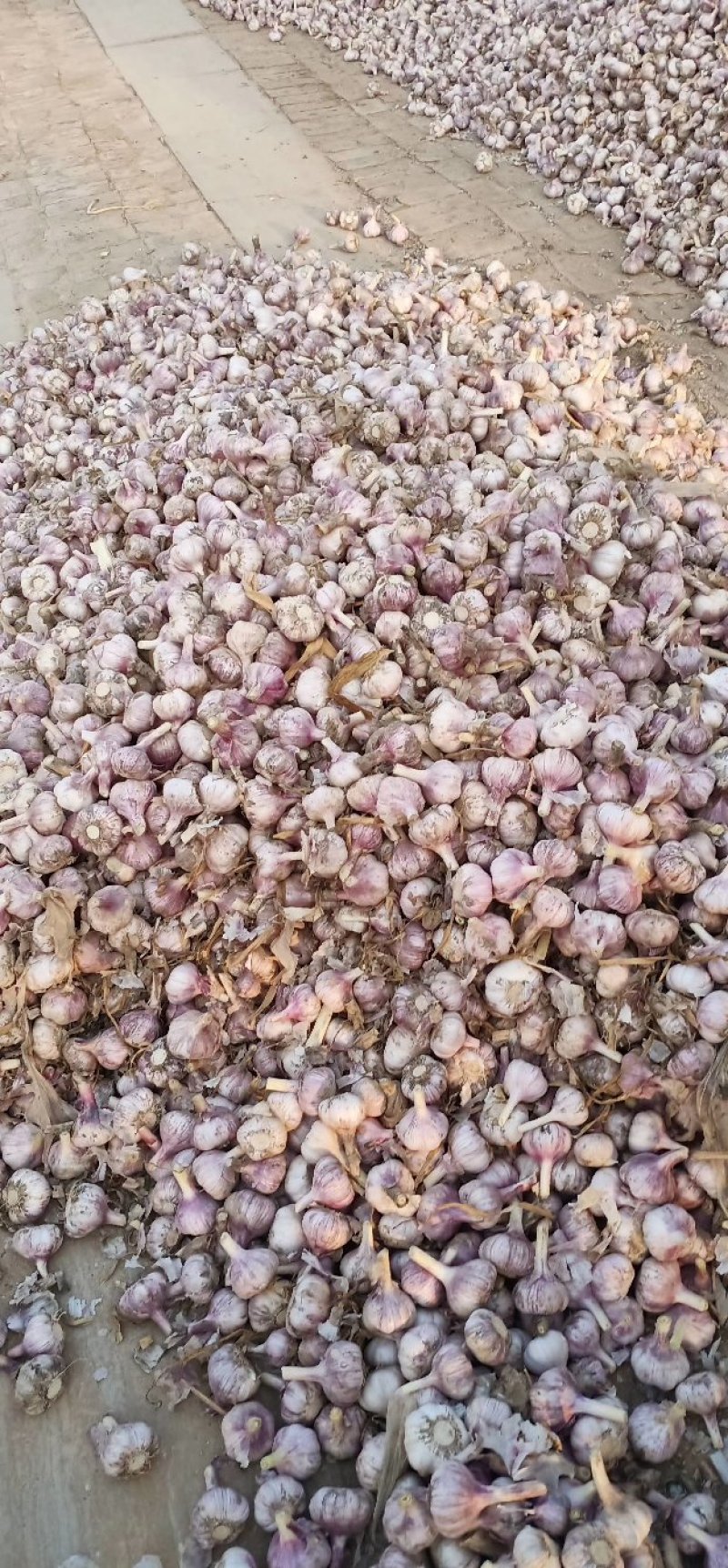 商河大青稞蒜种质量好产量高抗病毒原产地