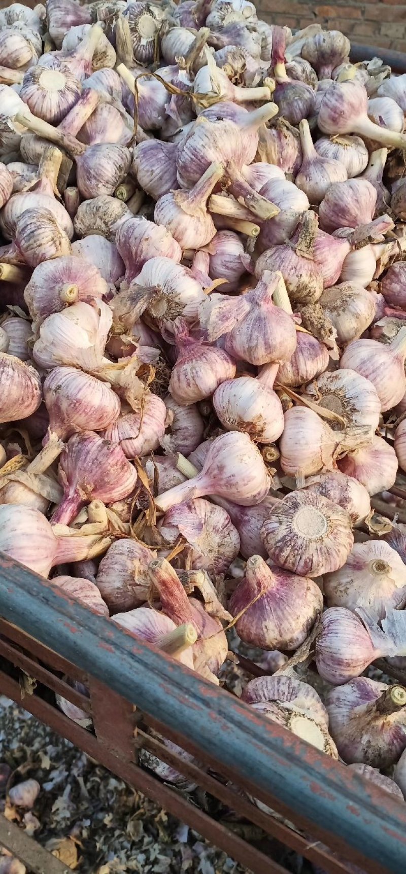 商河大青稞蒜种质量好产量高抗病毒原产地