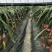红色火龙果苗大红火龙果苗嫁接苗扦插苗
