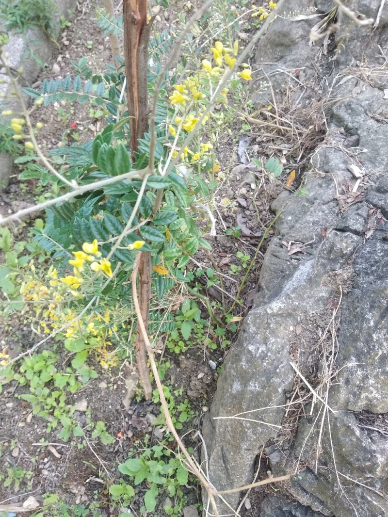 接受预定山豆根苗。。
