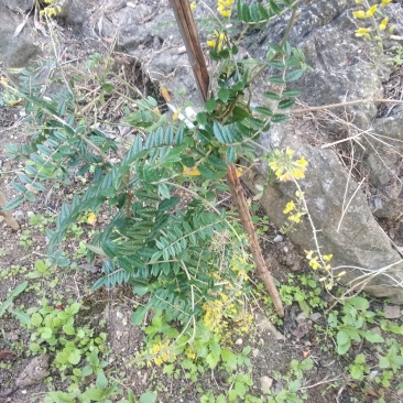 接受预定山豆根苗。。