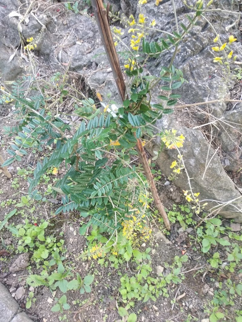 接受预定山豆根苗。。