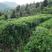 武夷山高山生态茶叶—金牡丹，高级大师制作一级