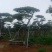 造型黑松，造型油松，包成活基地直供，包技术指导