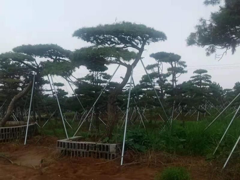 造型黑松，造型油松，包成活基地直供，包技术指导
