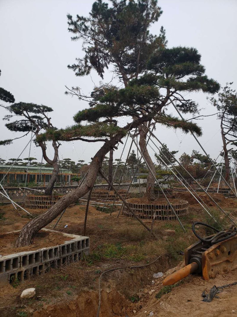 造型黑松，造型油松，包成活基地直供，包技术指导