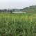 黄花菜鲜货湖南祁东基地直采带打包各种克重