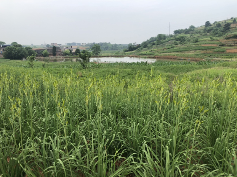 黄花菜鲜货湖南祁东基地直采带打包各种克重