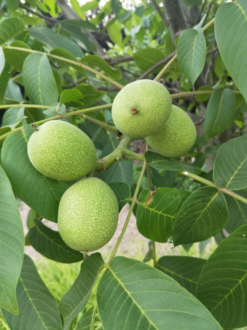 【一件代发】新鲜核桃去青皮核桃孕妇核桃6月30号前
