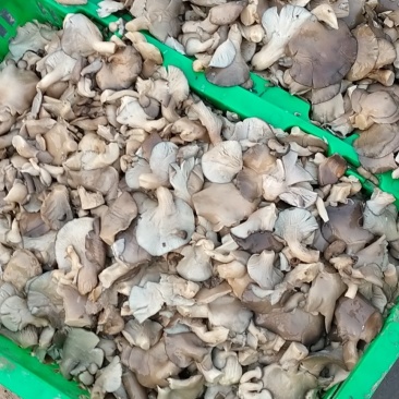 盐渍平菇