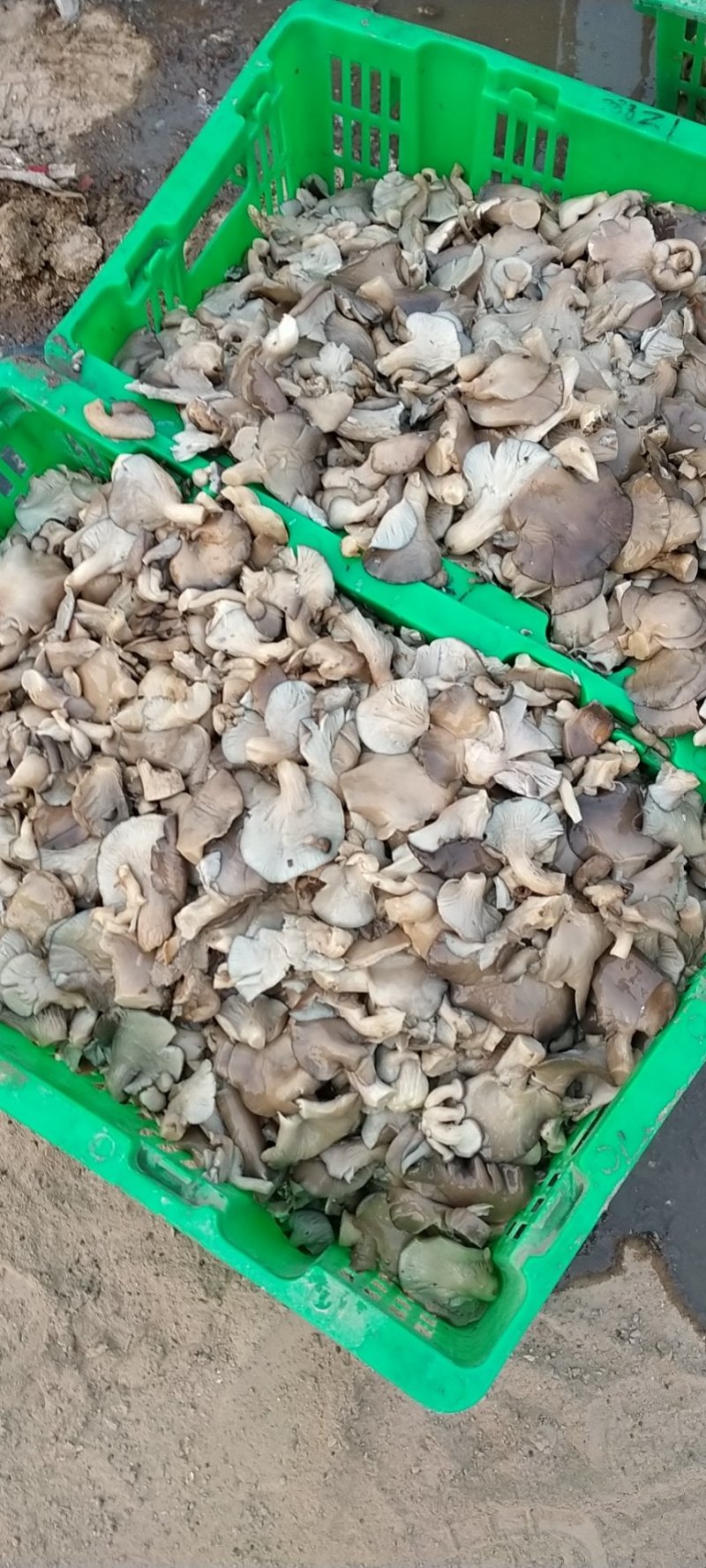 盐渍平菇