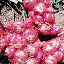 二红葱头紫皮葱头大量长期供应保质保量量大从优