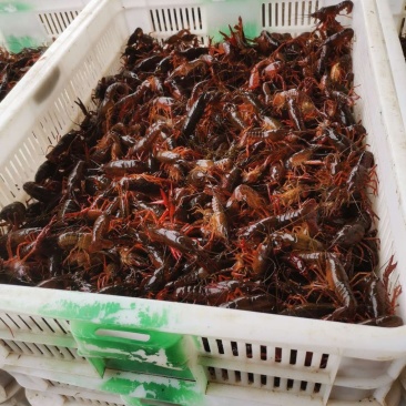 优质小龙虾苗,清水小龙虾苗种,小龙虾幼苗,深水湖精养苗种