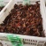 优质小龙虾苗,清水小龙虾苗种,小龙虾幼苗,深水湖精养苗种