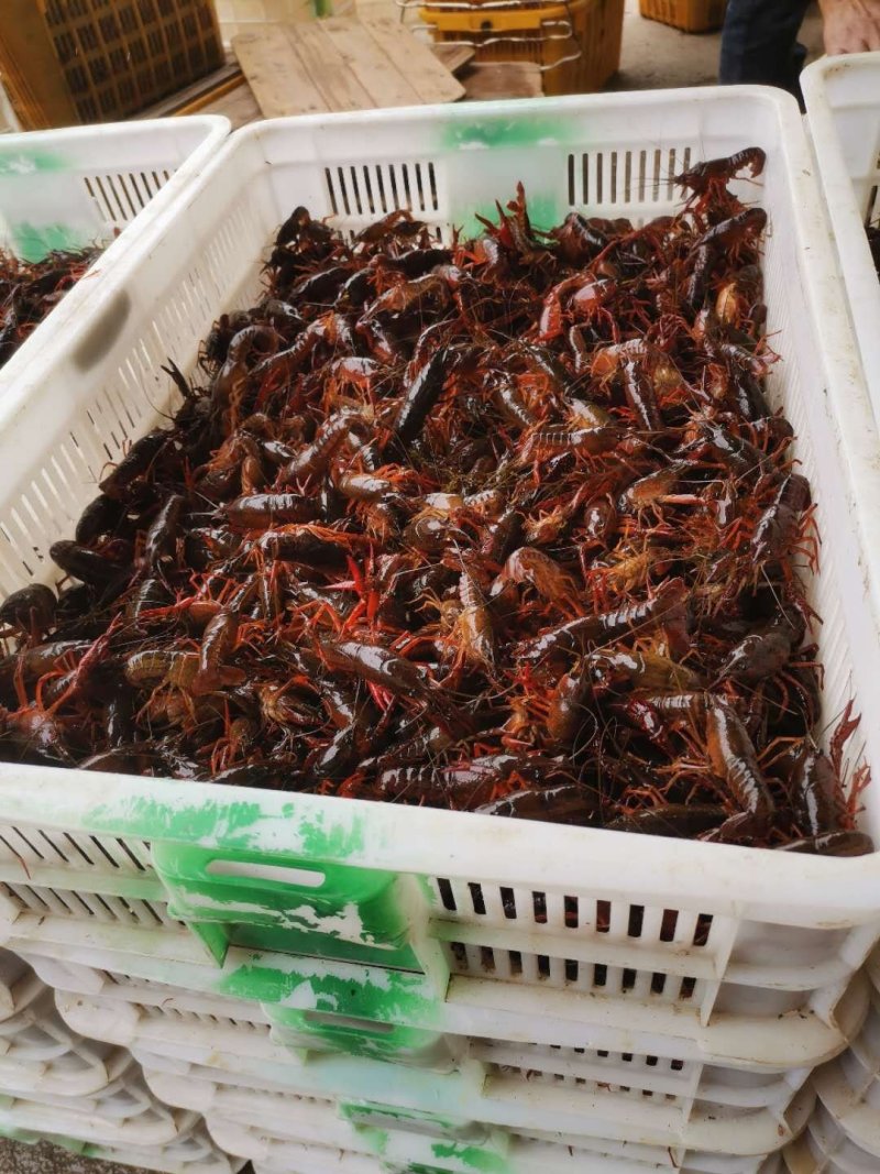 优质小龙虾苗，清水小龙虾苗种，小龙虾幼苗，深水湖精养苗种