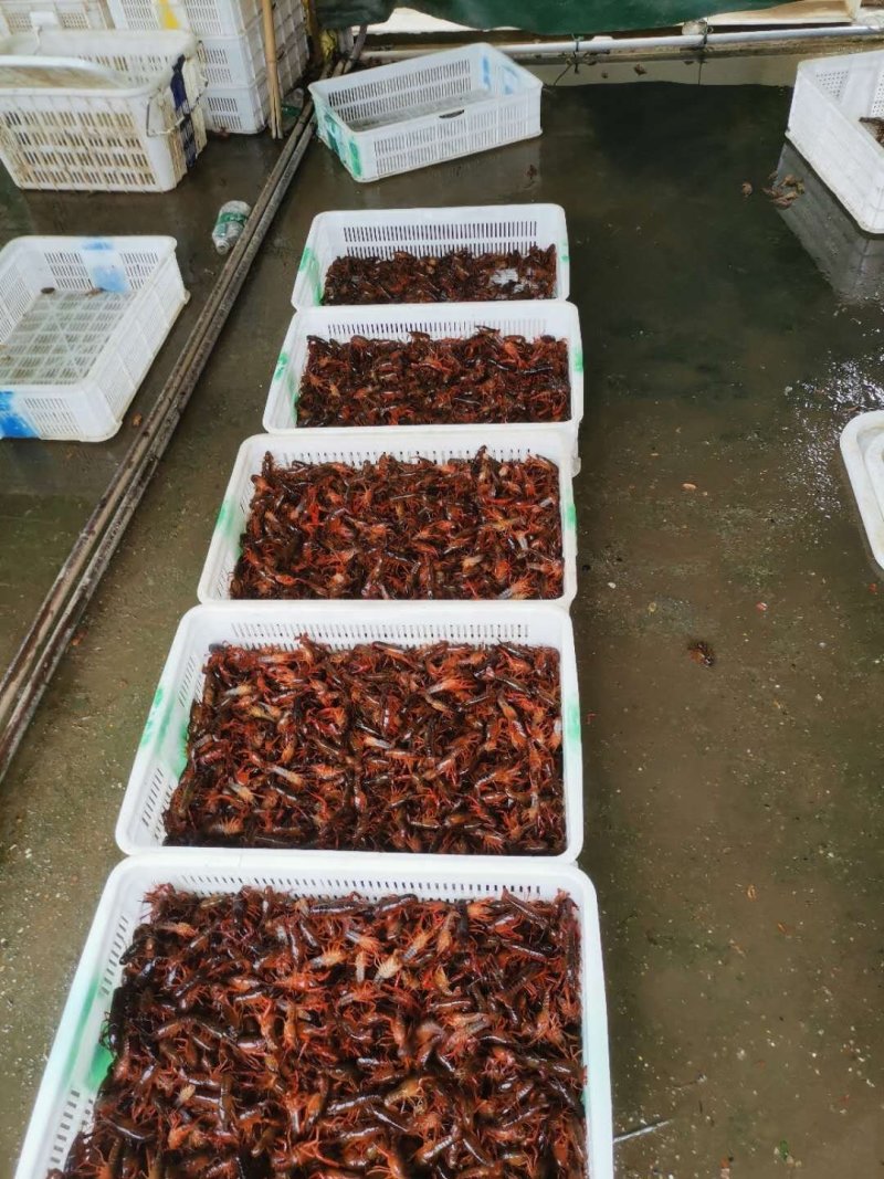 优质小龙虾苗，清水小龙虾苗种，小龙虾幼苗，深水湖精养苗种