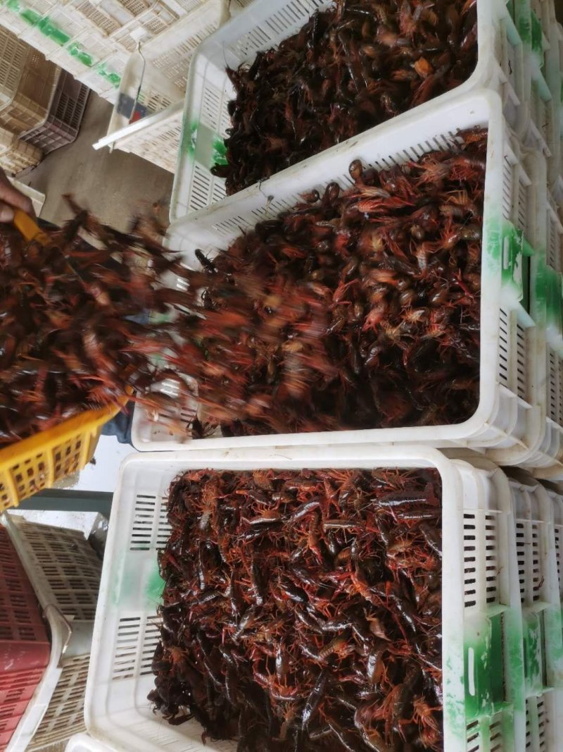 优质小龙虾苗，清水小龙虾苗种，小龙虾幼苗，深水湖精养苗种