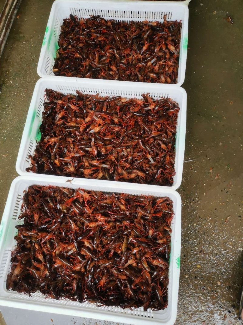 优质小龙虾苗，清水小龙虾苗种，小龙虾幼苗，深水湖精养苗种