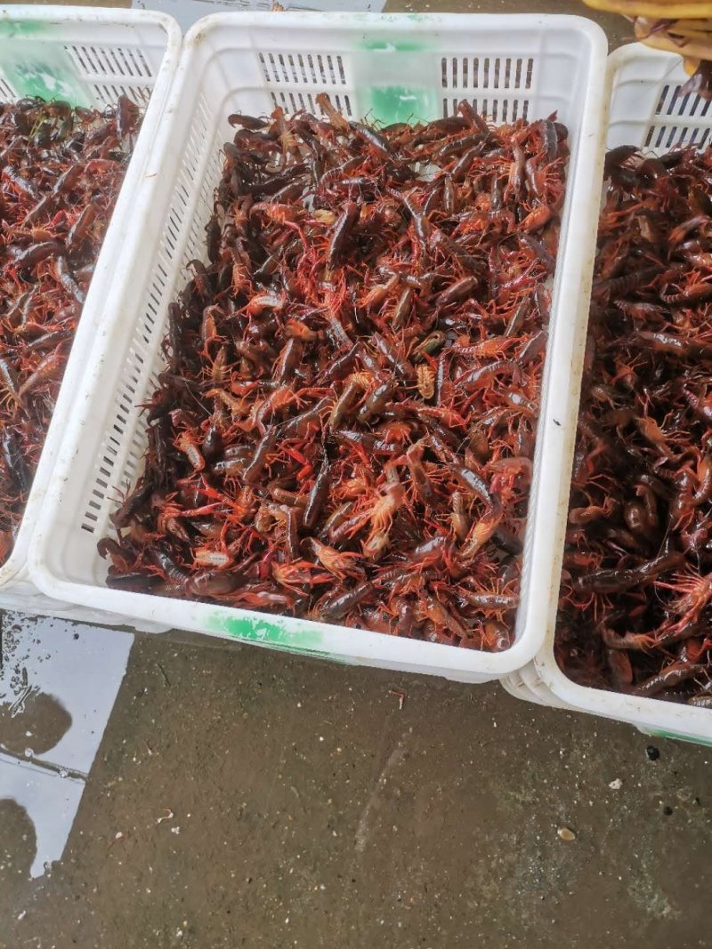 优质小龙虾苗，清水小龙虾苗种，小龙虾幼苗，深水湖精养苗种