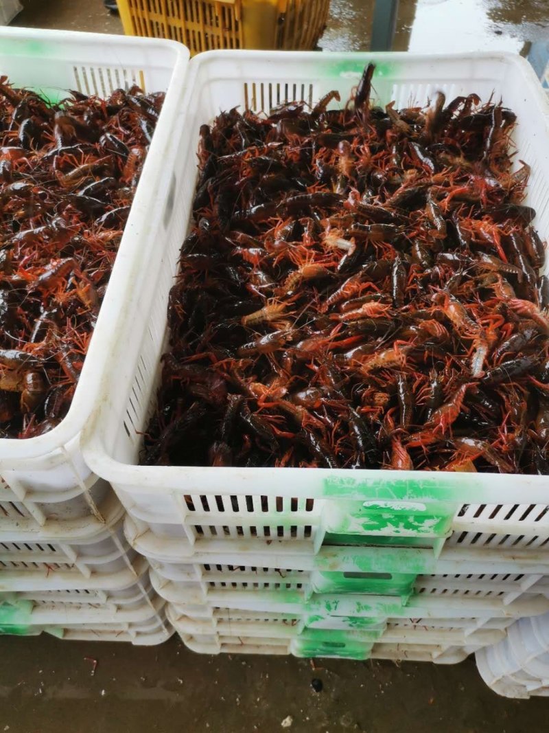 优质小龙虾苗，清水小龙虾苗种，小龙虾幼苗，深水湖精养苗种