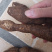 正宗黑皮野生牛大力，质量保证，规格好，量大从优