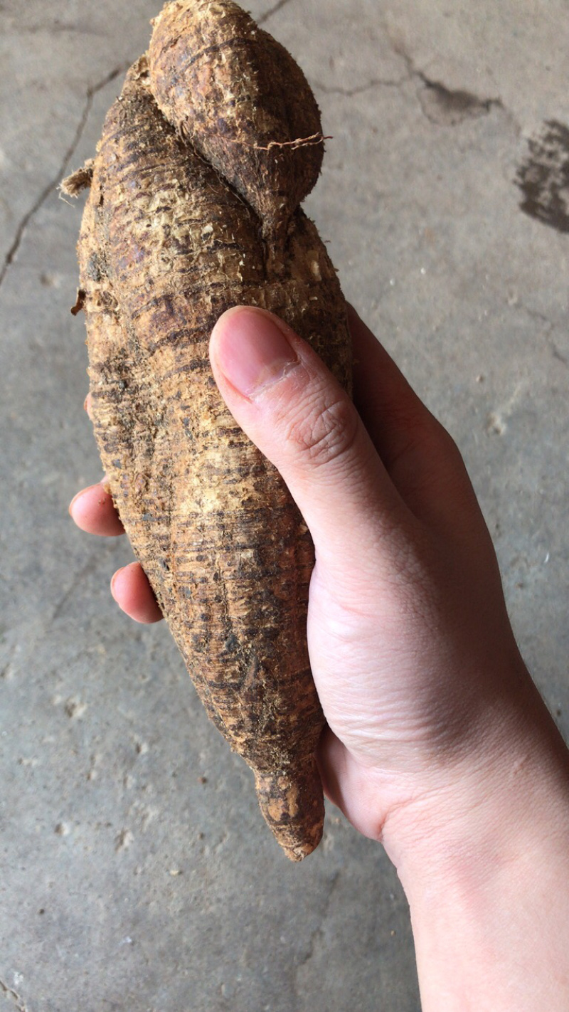 正宗黑皮野生牛大力，质量保证，规格好，量大从优