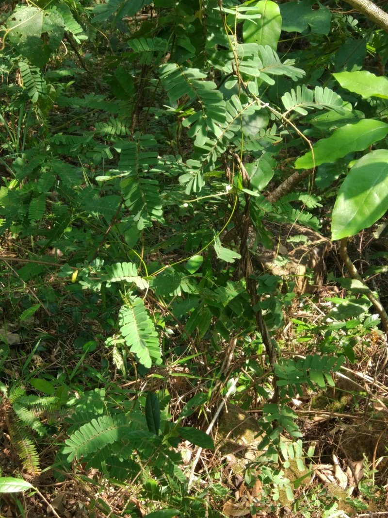 野生鸡骨草，纯野生鸡骨草，原生态养生放心