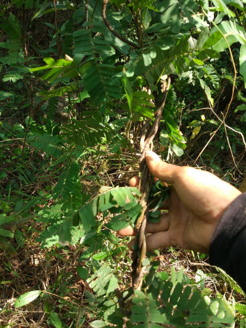 野生鸡骨草，纯野生鸡骨草，原生态养生放心