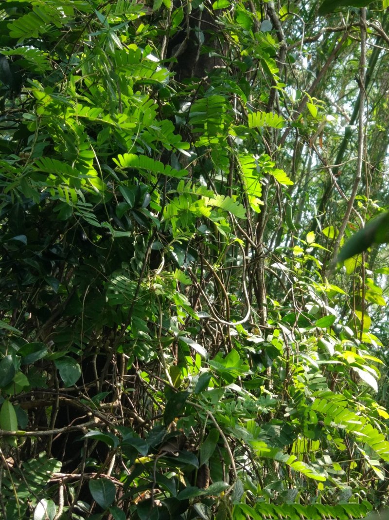 野生鸡骨草，纯野生鸡骨草，原生态养生放心