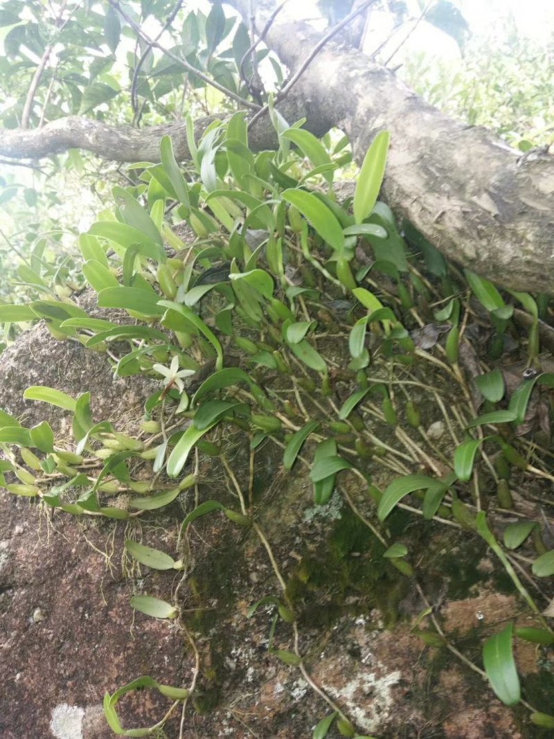 石橄榄，野生鲜新广东本地货，欢迎各位老板问价