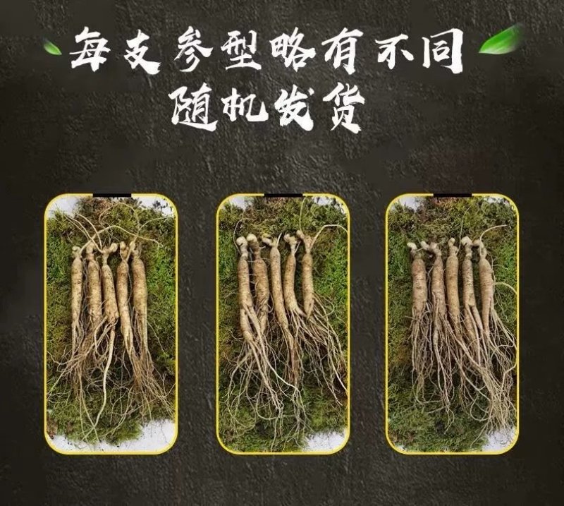 长白山鲜人参，现挖先发，量大优惠，支持一件代发