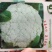 太美60松花菜种子中早熟净菜率高商品性好属高品质松花菜