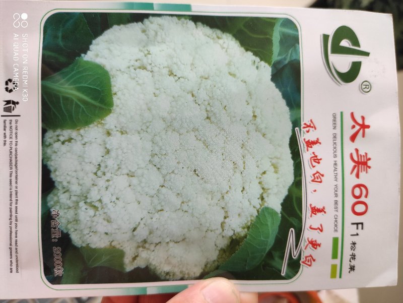 太美60松花菜种子中早熟净菜率高商品性好属高品质松花菜
