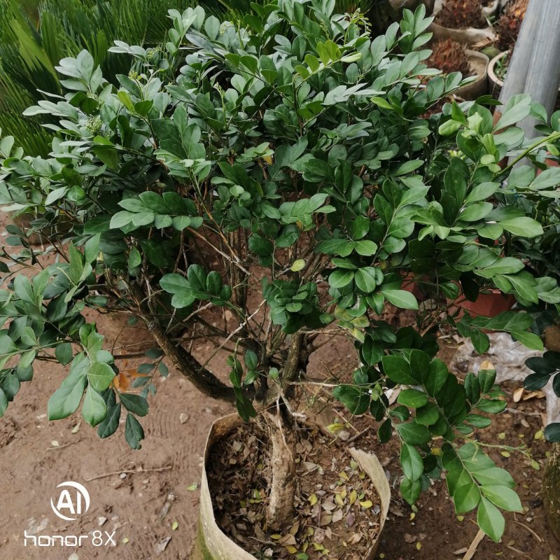 九里香，里香花苗，驱蚊盆栽有一箱花苗，非常好。