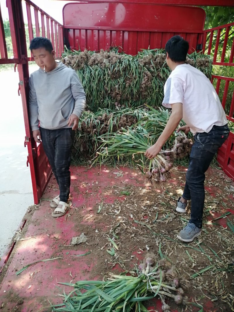 河南把子蒜，大量上，市中，代收，代发，全国各地。