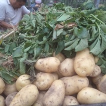 各种精品土豆大量上市中，可供市场，欢迎