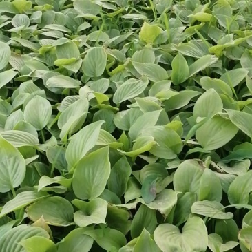 白玉簪