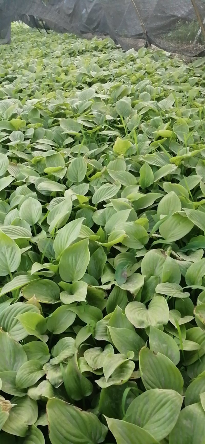 白玉簪