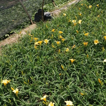 金娃娃萱草