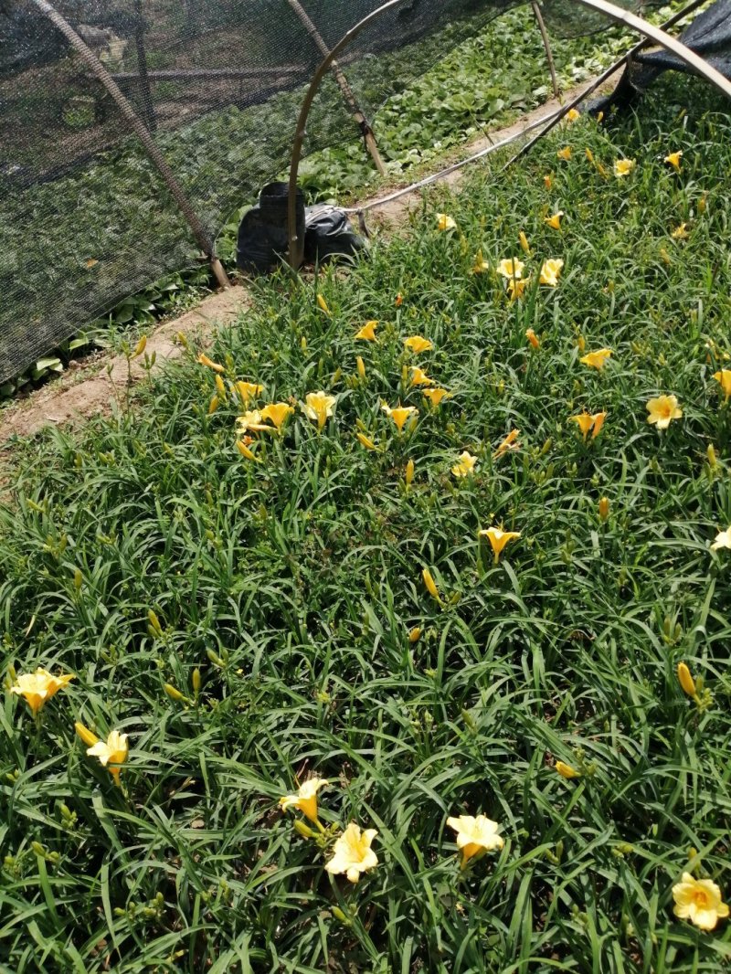 金娃娃萱草