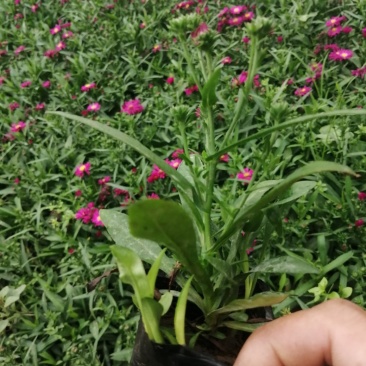 荷兰菊